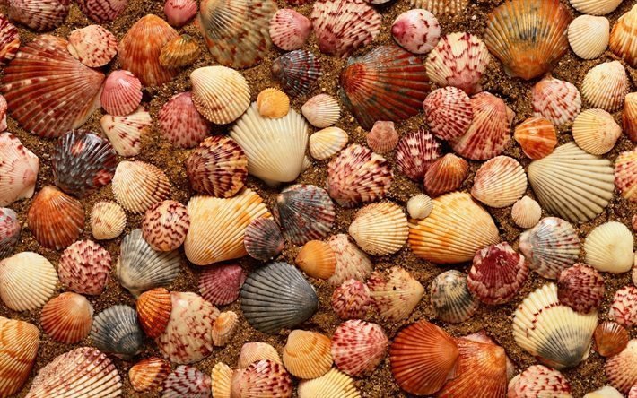 plage, shell, la texture