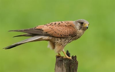 猛禽類, falco tinnunculus, ケストレル, 欧州