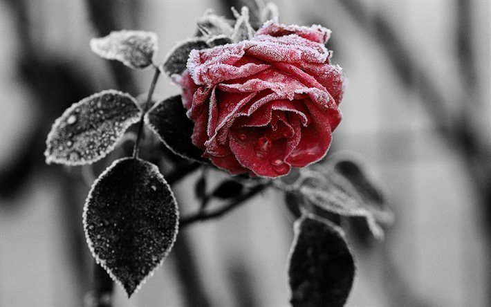 rose, blommor, frost