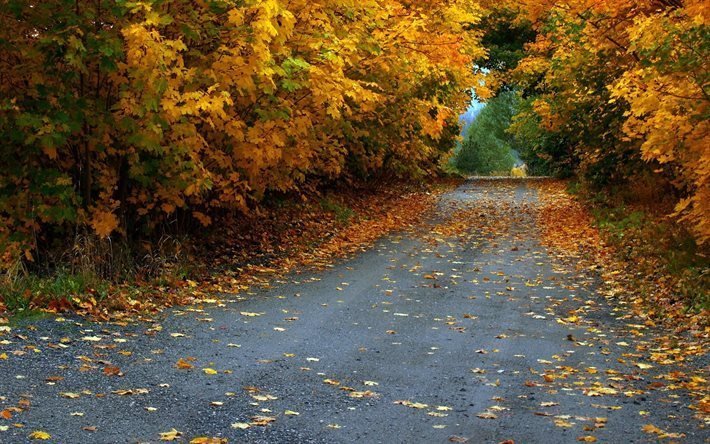 autunno, strada, asfalto, foglie