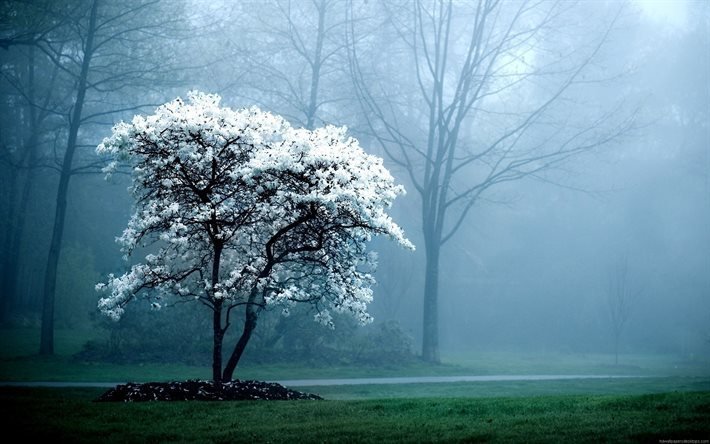 morning mist, park, spring, flowering tree