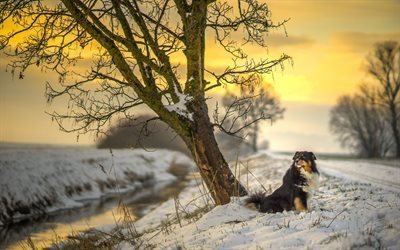 الطريق, الكلب, الشتاء, شجرة, الراعي الاسترالية