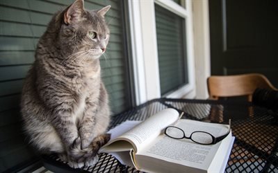 القط, نظارات, الحيوانات الأليفة, الكتاب