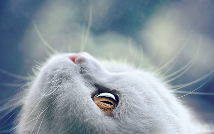animais de estima&#231;&#227;o, gato branco, olhar