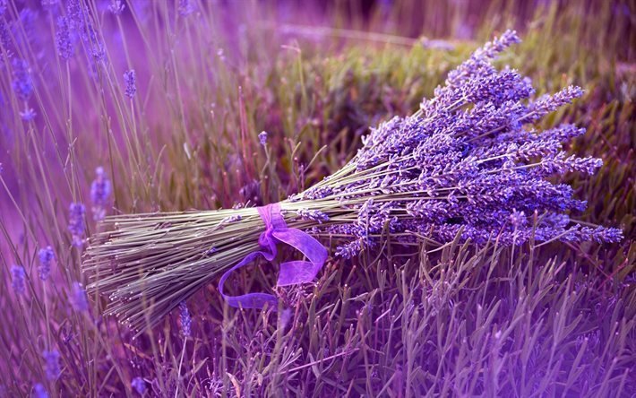 flowers, field, bouquet, lavender