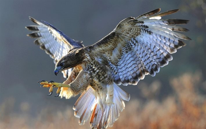 djur, naturen, rovf&#229;glar, falcon, falco