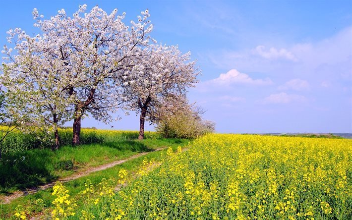 may, rapeseed field, road, germany