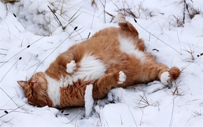 snö, en röd katt, ligger