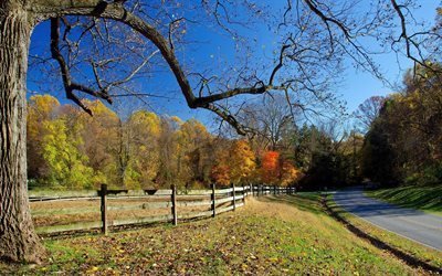 autumn pasadora, fence, tree