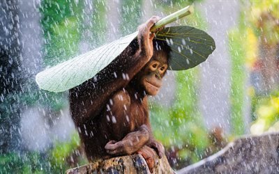 tropik, bali, duş, orangutan, endonezya