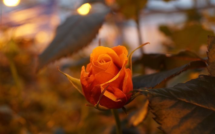 rose, flowers, bud