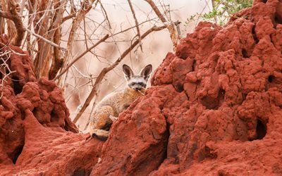 バット-両耳fox, otocyon megalotis, ケニア, アフリカ