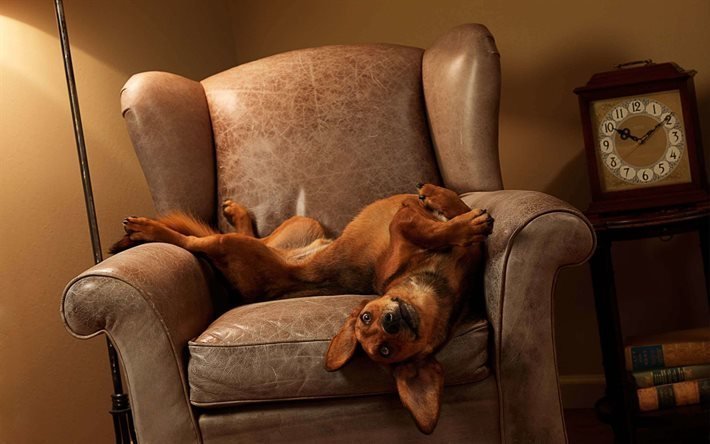 rel&#243;gio velho, cadeira, dachshund