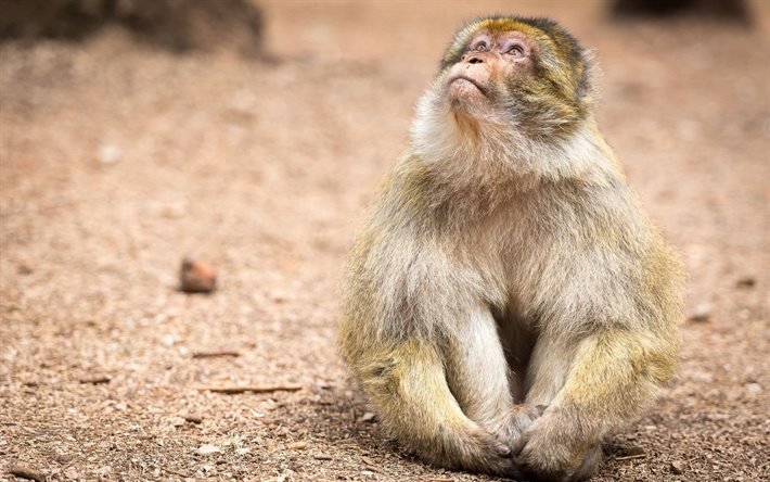 catarrhini, north african macaque, morocco