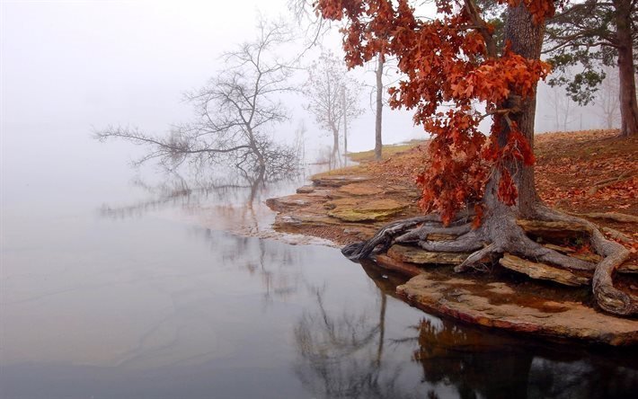 lago, paesaggio autunnale, nebbia, albero