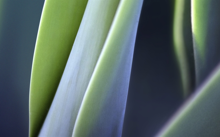 4k, leaves, close-up, plant, nature