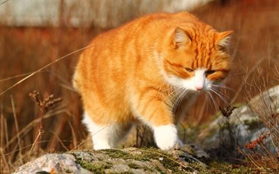 ginger le chat, animaux de compagnie, chats, f&#233;lin