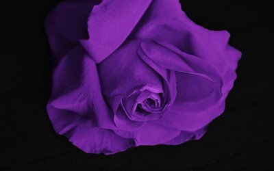 purple rose, rosebud, lila blumen, rosen