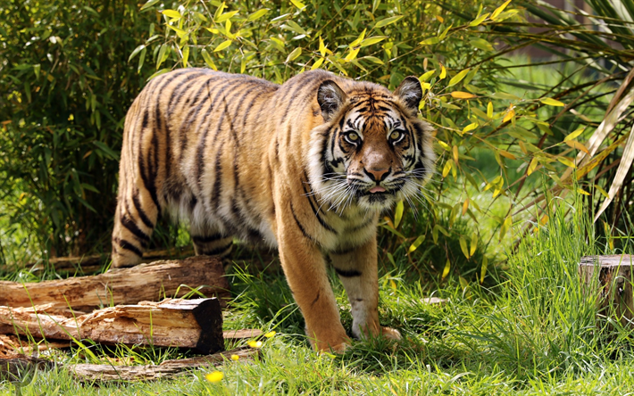 O tigre de Amur, predador, tigres, a vida selvagem, jovem tigre