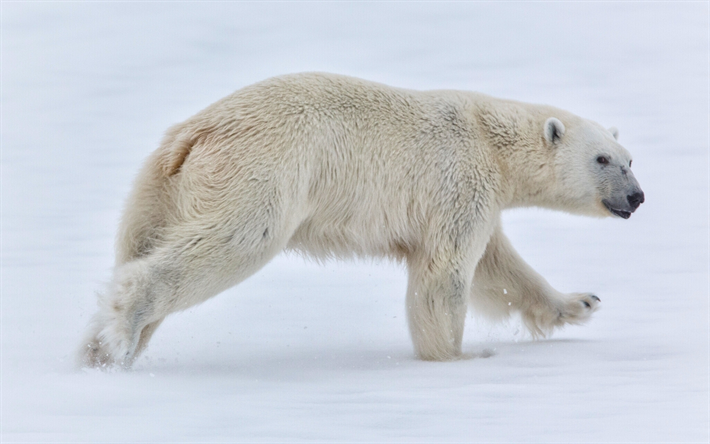 Orso polare, inverno, Polo Nord, gli orsi, i predator
