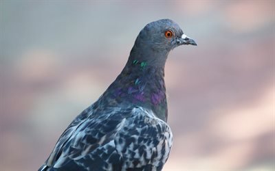 Pigeon, birds, bird of the world, nature