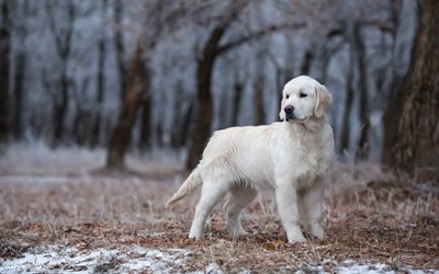 big white labrador, cute dog, pets, retreat, forest, winter, dogs, Golden retriever