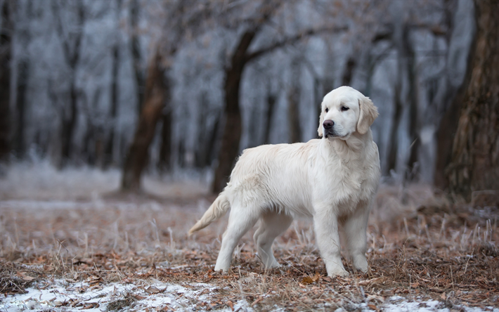 大きな白いラブラドール, かわいい犬, ペット, リトリート, 森林, 冬, 犬, ゴールデンレトリーバー