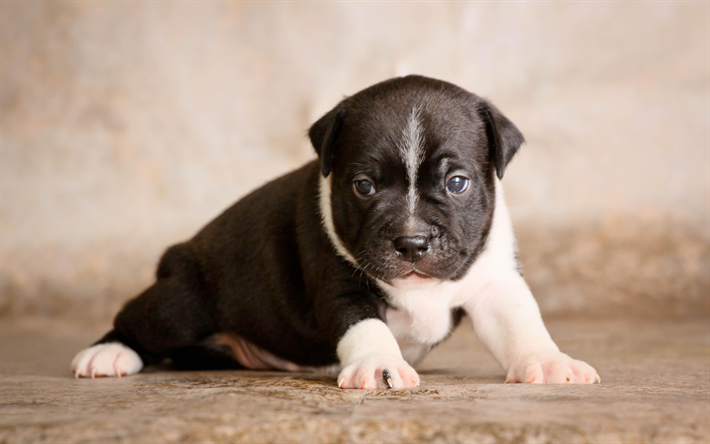 4k, Staffordshire Bull Terrier, cachorro, perro tierno, lindo animales, perros, mascotas, perro negro, Staffordshire Bull Terrier Perro