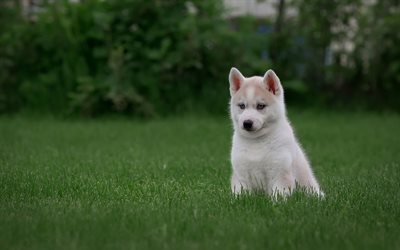 Husky, white little puppy, cute animals, puppy on green grass, dogs, puppies, blue eyes