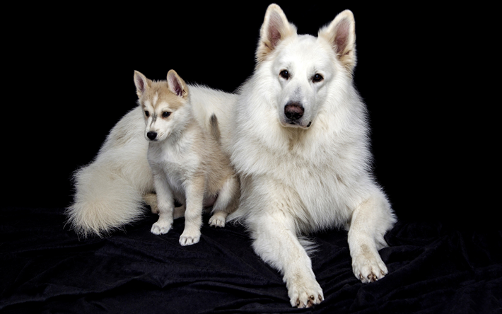 Swiss Shepherd Dog, 4k, mother and cub, big white dog, little white puppy, pets, dogs, cute animals