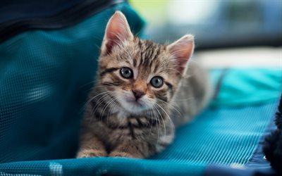 piccolo gattino grigio, American Shorthair gatto, animali domestici, gatto, gattino piccolo con gli occhi grigi