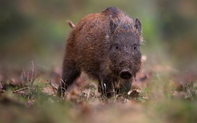wild boar, forest, small boar, autumn, wildlife, forest animals, pigs