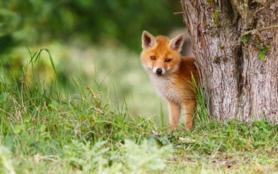 pequeno fox, animais fofos, animais selvagens, raposas, floresta, a vida selvagem