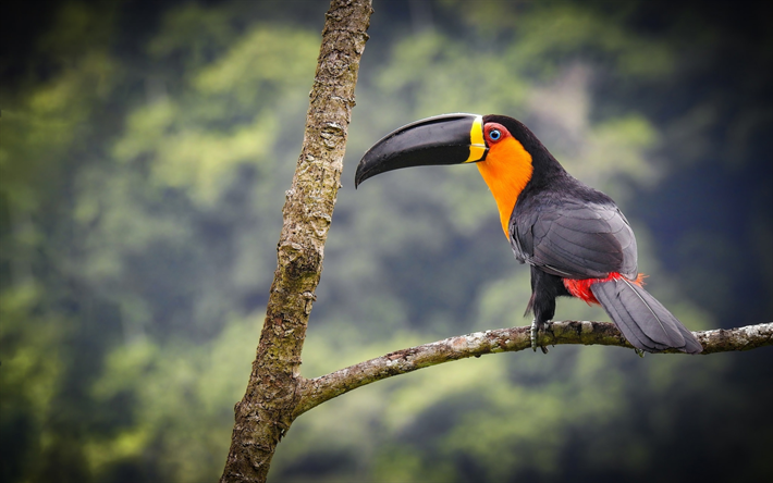 le toucan, branche, faune, oiseaux exotiques, la jungle, le Toucan