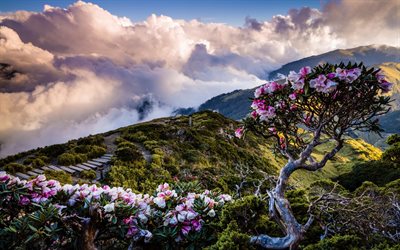 mountain flowers, rhododendrons, morning, sunrise, tree with pink flowers, mountain range, mountains above the clouds, highlands, Taiwan, Asia