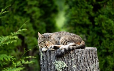 American Wirehair gato, gato cinzento, animais fofos, ver&#227;o, gatos, animais de estima&#231;&#227;o, gato na &#225;rvore