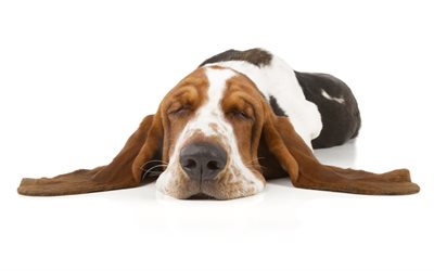4k, Basset Hounds, sleeping dog, cute animals, pets, dogs, Basset Hounds Dog