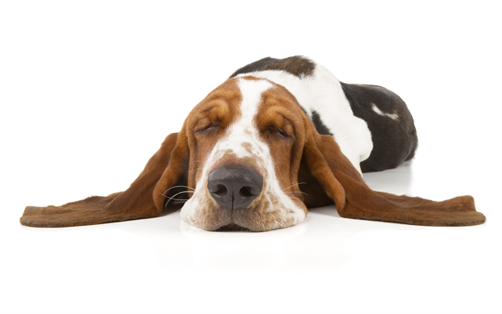 4k, Basset Hounds, dormir perro, simp&#225;ticos animales, mascotas, perros, Basset Hounds Perro