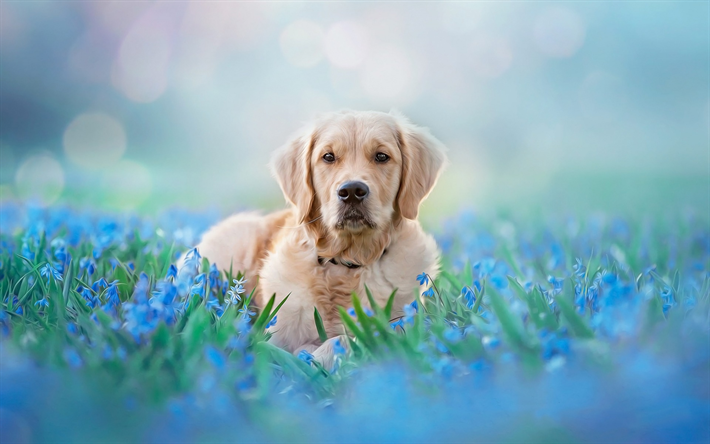 Golden retriever, azul, las flores silvestres, marr&#243;n grande de perros, mascotas, animales divertidos, perros perdigueros de labrador, perros