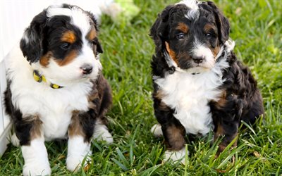 Bernedoodle, chiots, animaux, chiens, famille, petite bernedoodle, des animaux mignons, Bernedoodle Chien