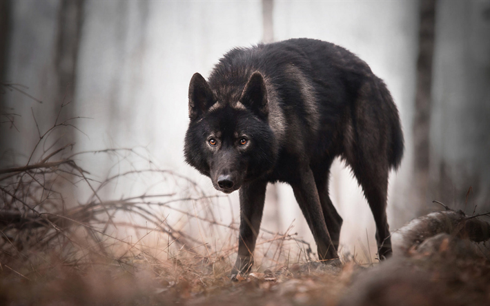 black wolf, wildlife, forest, wolves, dangerous animals