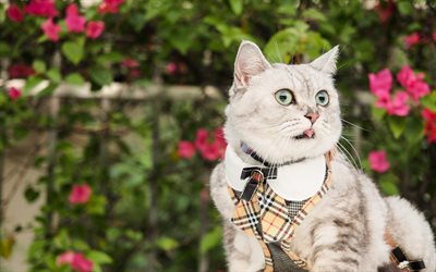 Exotic Shorthair gatto, divertente gatto grigio, simpatici animali, gatti, grandi occhi verdi