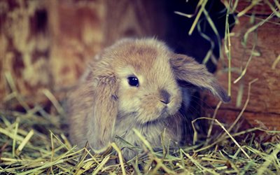 gray rabbit, close-up, cute animals, fluffy rabbit, rabbits