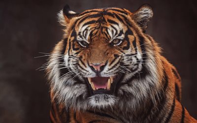 Sumatran tiger, large tiger, wild cat, evil tiger, dangerous animals, tigers, big fangs, rage