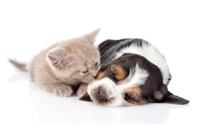 British Shorthair, Basset hound, amici, animali, cucciolo, animali domestici, cani, cane che dorme, di amicizia, di Basset hound Cane, Gatto British Shorthair