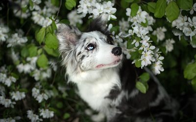 Pastor australiano Perro, animales lindos, blancos perro negro, ojos azules, perro en el monte, mascotas, Aussie, perros
