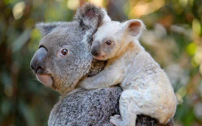 Koala, fauna selvatica, madre e cucciolo, orsi, Phascolarctos cinereus