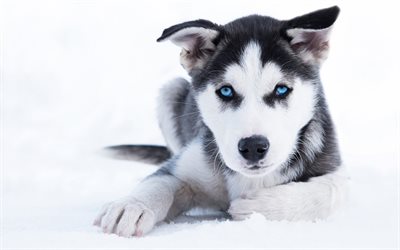 Husky cucciolo, cane di piccola taglia, animali, cuccioli, occhi azzurri, animali domestici, husky, cani