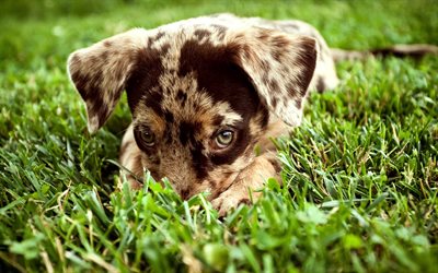 Tedesco Shorthaired Pointer, cucciolo, animali domestici, cani, prato, simpatici animali, tedesco Shorthaired Pointer Cane