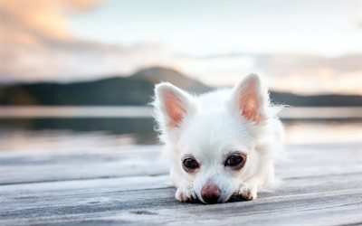 little white chihuahua, white puppy, funny dog, cute little animals, dogs, chihuahua, puppies